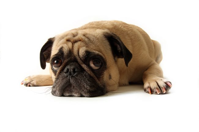 Puppy eyes